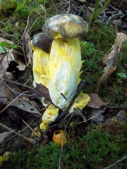 Retiboletus