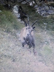 Capra ibex