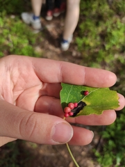 Harmandiola