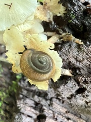 Ventridens ligera