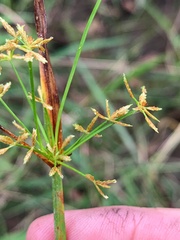 Cyperus haspan