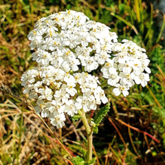 Achillea nobilis