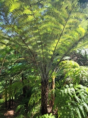 Cyathea