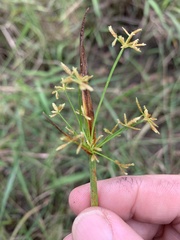 Cyperus haspan