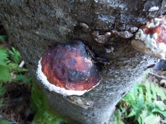 Fomitopsis mounceae