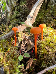 Hygrocybe cantharellus