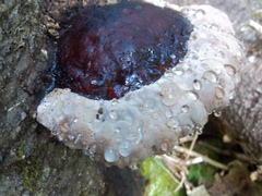Fomitopsis mounceae
