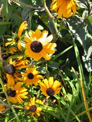 Rudbeckia fulgida