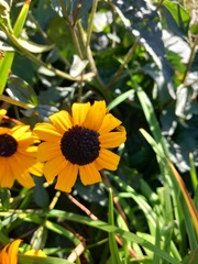 Rudbeckia fulgida