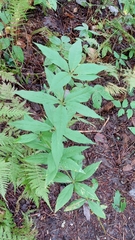 Lysimachia quadrifolia