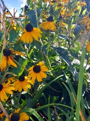 Rudbeckia fulgida