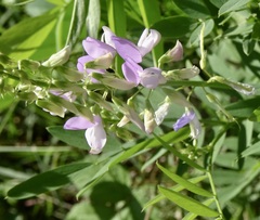 Galega officinalis