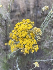 Ozothamnus diotophyllus