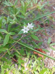 Richardia grandiflora