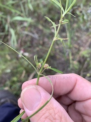 Alternanthera denticulata