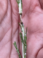 Ozothamnus diotophyllus