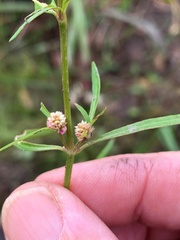 Alternanthera denticulata