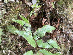 Pseudocopera ciliata