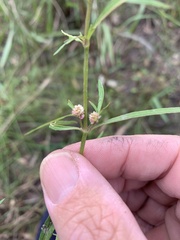Alternanthera denticulata