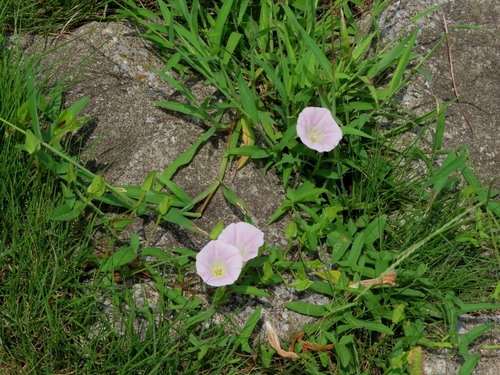 Image of Calystegia hederacea by (c) mami_t_t, some rights reserved (CC BY)