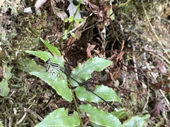 Pseudocopera ciliata