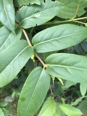 Lonicera acuminata