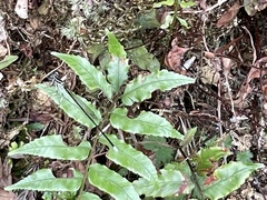 Pseudocopera ciliata