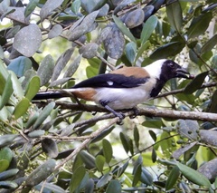 Dendrocitta leucogastra