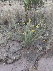 Ozothamnus diotophyllus