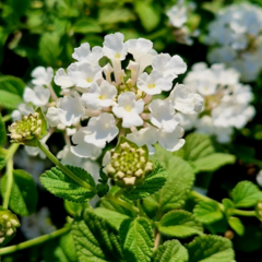 Lantana canescens