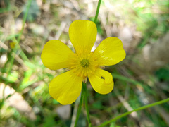 Ranunculus lappaceus