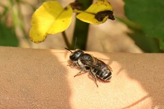Osmia caerulescens