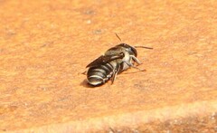 Osmia caerulescens