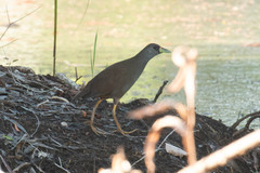 Amaurornis moluccana