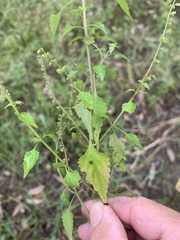 Basilicum polystachyon