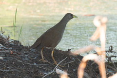 Amaurornis moluccana