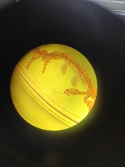 Caprella