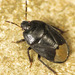 Burrowing Bugs - Photo (c) Martin Cooper, some rights reserved (CC BY)