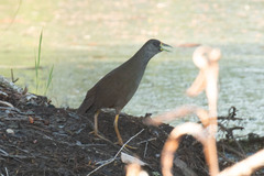 Amaurornis moluccana