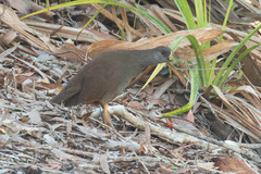 Amaurornis moluccana