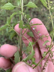 Basilicum polystachyon