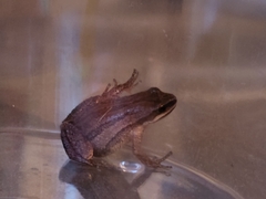 Pseudacris triseriata