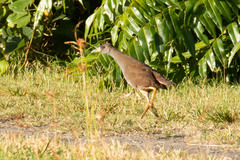 Amaurornis moluccana