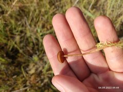 Deconica