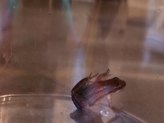 Pseudacris triseriata