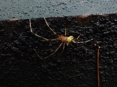 Theridiidae