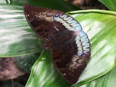 Euthalia monina monina