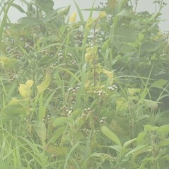 Ageratum conyzoides
