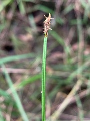 Eleocharis