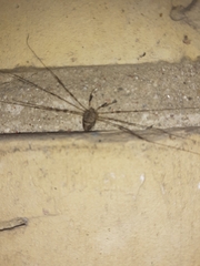 Dicranopalpus ramosus